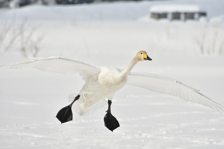 cygne chanteur oiseaux en vol animaux dans la neige swan