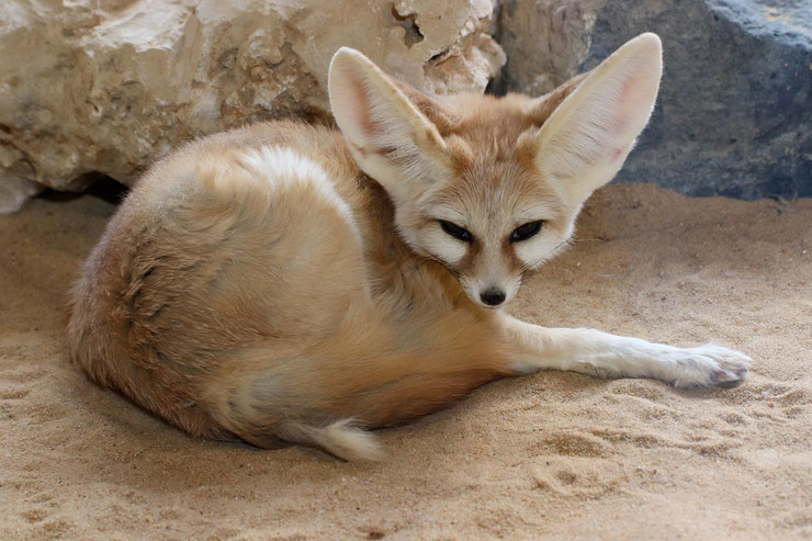 fennec comportement poids taille habitat distribution alimentation