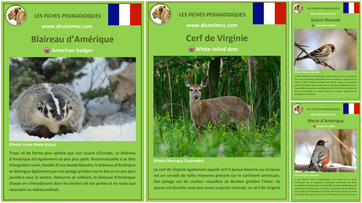 fiche animaux canada quebec à telecharger et a imprimer pdf taille poids habitat longevite alimentation predateur blireau amerique merle cerf de virginie sizerin flamme cariacou