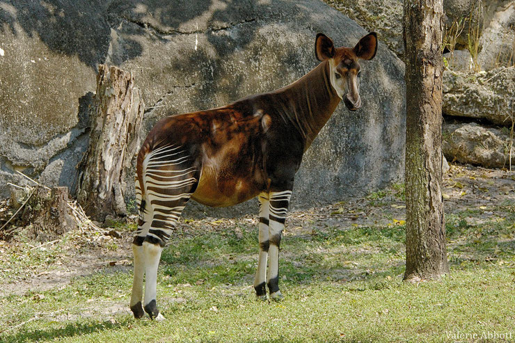 animaux a rayures liste okapi