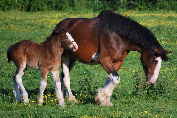 clydesdale fiche chevaux animaux