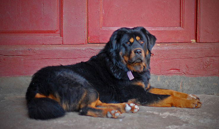 dogue du tibet fiche chien animaux de compagnie animal fact dog caractere comportement origine poil couleur