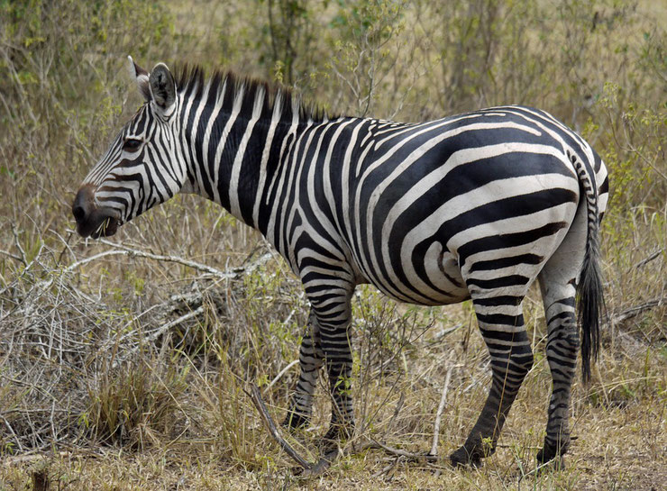 zebre des plaines animaux afrique poids taille distribution habitat alimentation