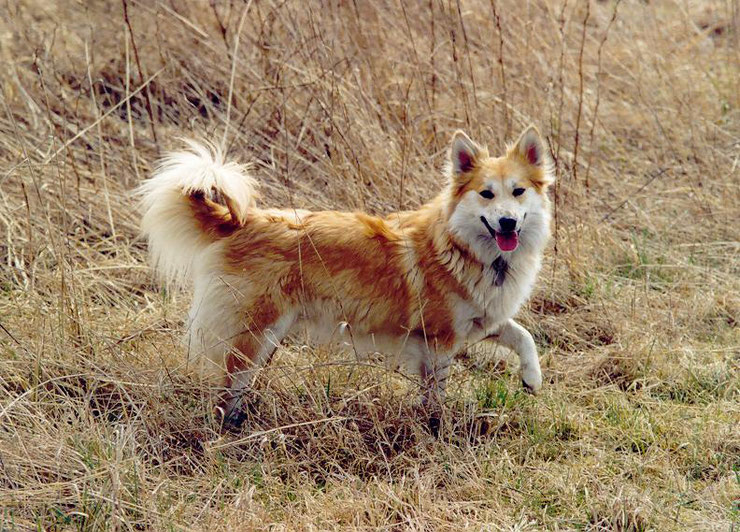 berger island icelandic sheep dog fiche chien animaux animal facts dog