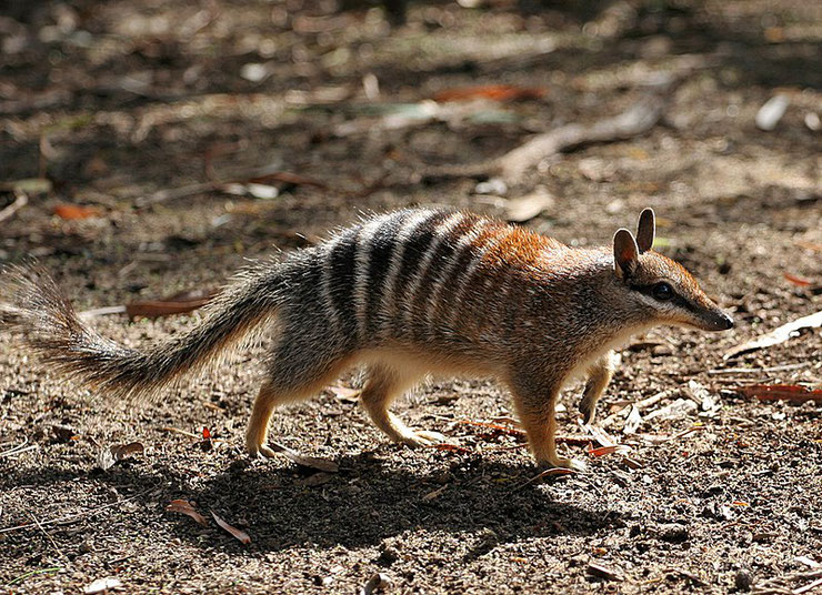 numbat australian animal marsupial