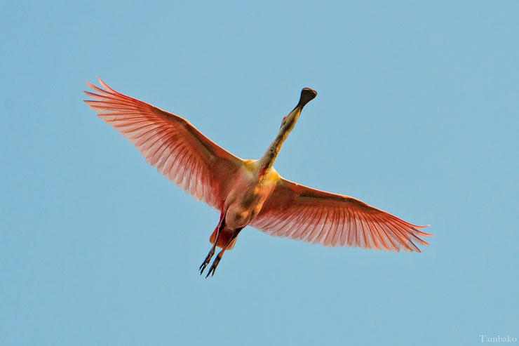 spatule rose spoonbill flying