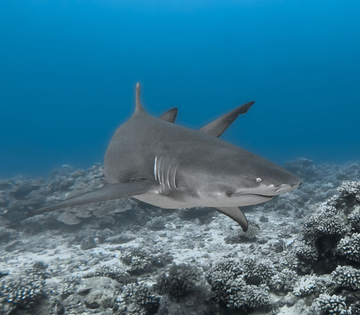 gros requin citron Negaprion brevirostris lemon shark taille poids habitat comportement