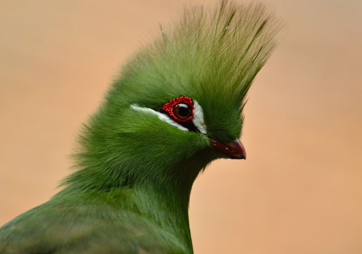 touraco vert fiche animaux oiseaux tauraco persa