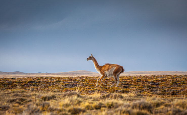 Guanaco animal de Patagonie Amérique du sud Argentine chili