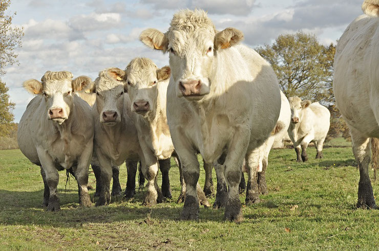 liste des animaux de la ferme