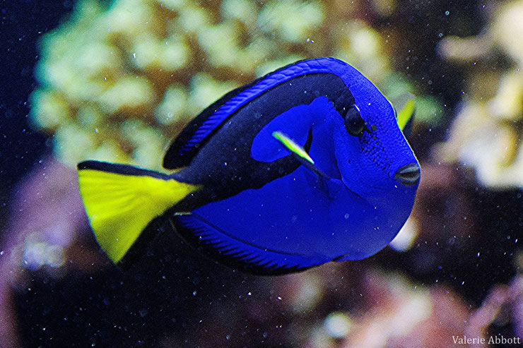 chirugien bleu fiche poisson animaux animals fact fish blue surgeon fish