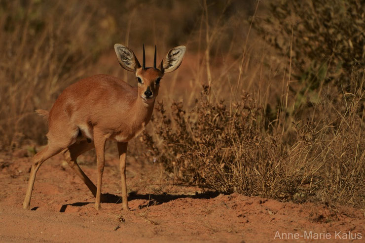 steenbok steinbok 