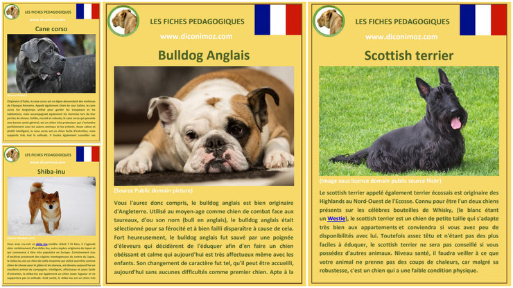 fiche animaux animal de compagnie  chien à telecharger et a imprimer pdf comportement origine caractere race cane corso bouledogue anglais bulldog shiba inu scottish terrier