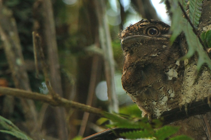 fact frog mouth sri lanka ceylan bird animals podarge