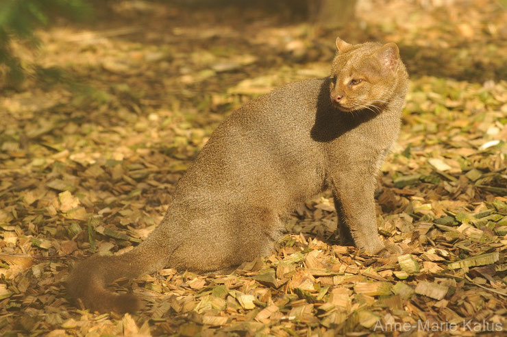 liste des animaux d'amazonie jaguarondi