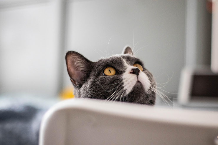 changer la litière du chat