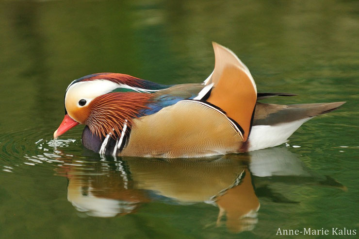 canard mandarin fiche oiseaux animaux duck