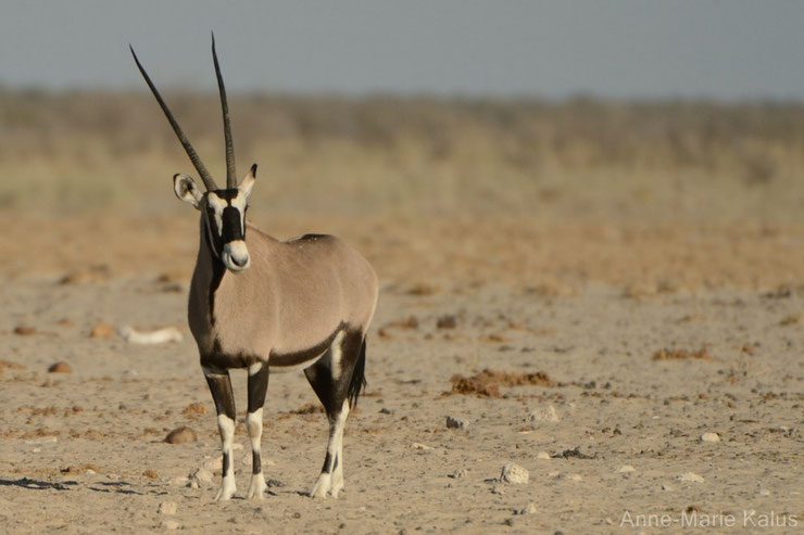 es antilopes d'Afrique oryx gazelle fiches animaux thematique habitat repartition poids taille alimentation reproduction