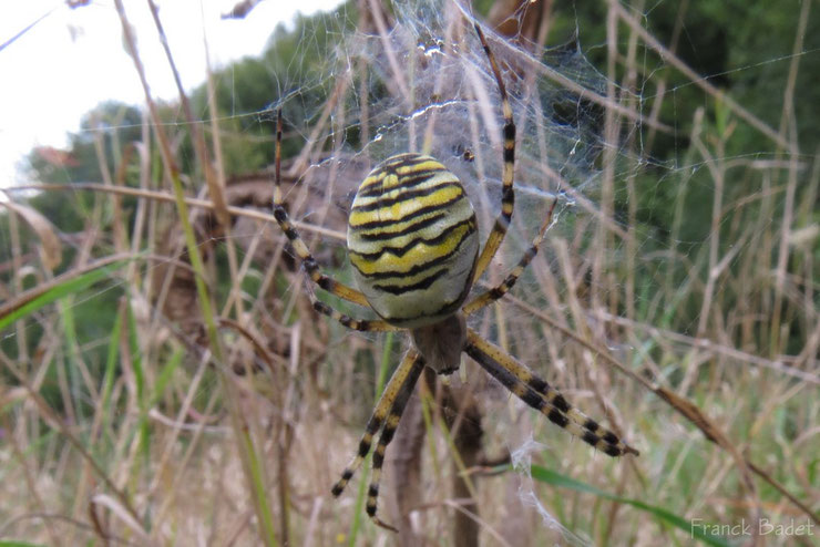 animaux a rayures argiope frelon