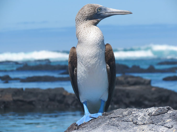 fiche animaux fou a pied bleu