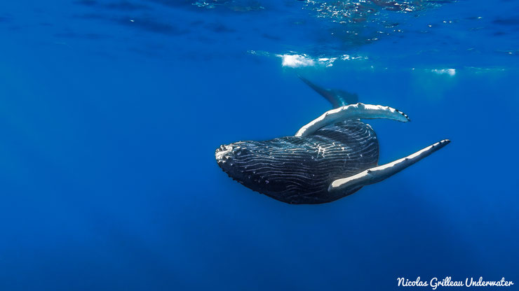 rorqual à bosse fiche d'identifcation megaptera novaeangliae ocean pacifique polynesie