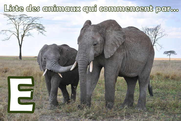 Liste des animaux commençant par la lettre "E"