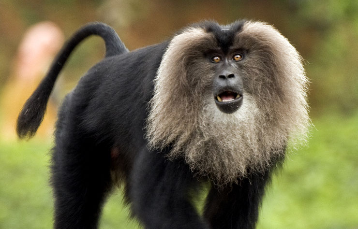 ouanderou macaque a queue de lien fiche liste des animaux de l'inde