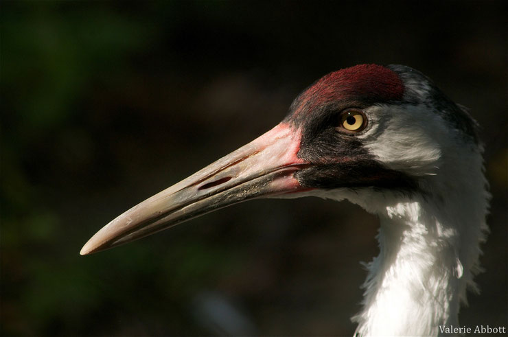 grue du japon fiche animaux oiseaux animal fact bird red crowned crane