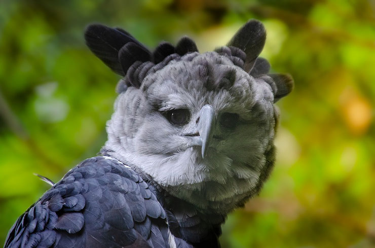 liste des animaux d'amazonie aigle harpie feroce animals facts harpy eagle amazonian forest