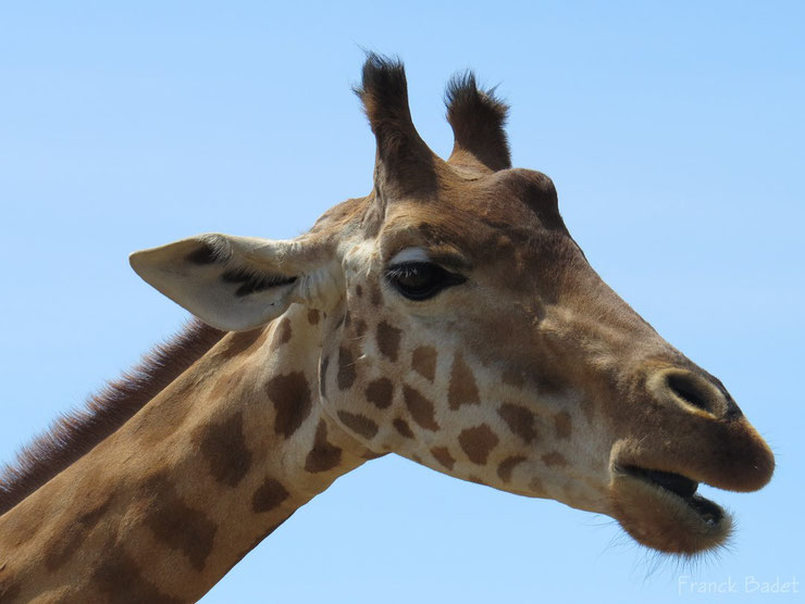 liste animaux emblematiques embleme pays tanzanie girafe