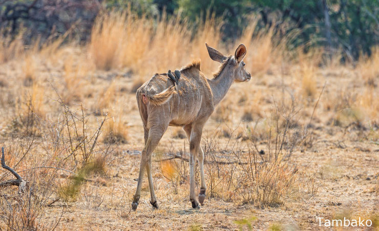 bongo femelle afrique