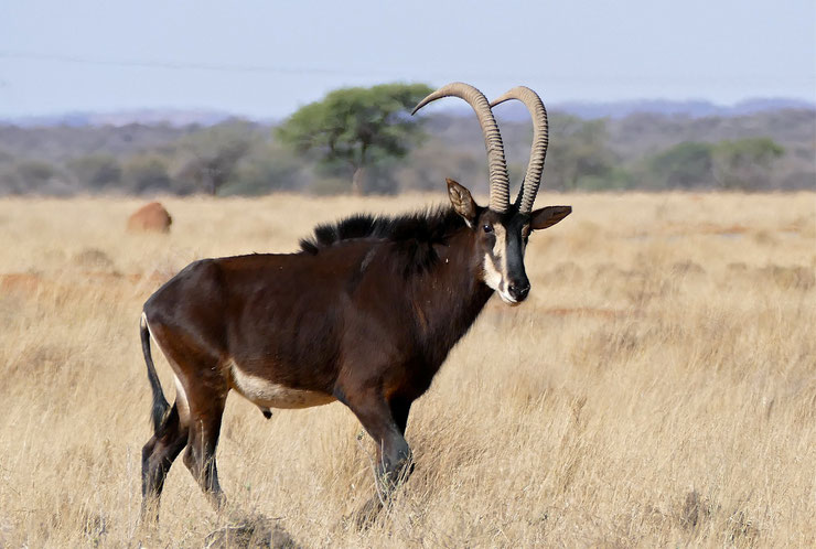 hippotrague noir fiche animaux afrique sable antelope animal facts africa