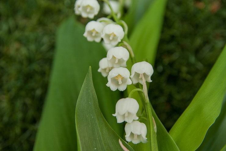 brin muguet fleur toxique dangereux chiens chats rongeurs animaux compagnie information