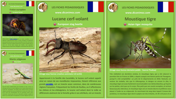 fiche animaux insectes à telecharger et a imprimer pdf habitat taille poids reproduction alimentation : le lucane cerf-volant, la mante religieuse, le moustique tigre et le frelon  européen