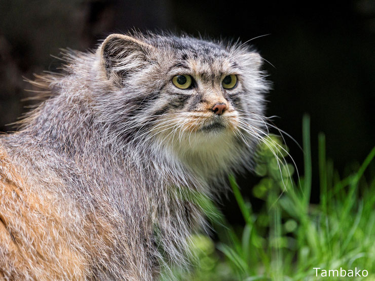 chat de pallas comportement taille poids alimentation habitat