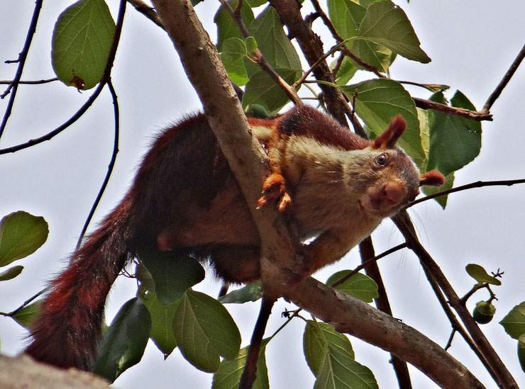 ecureuil geant inde fiche animaux