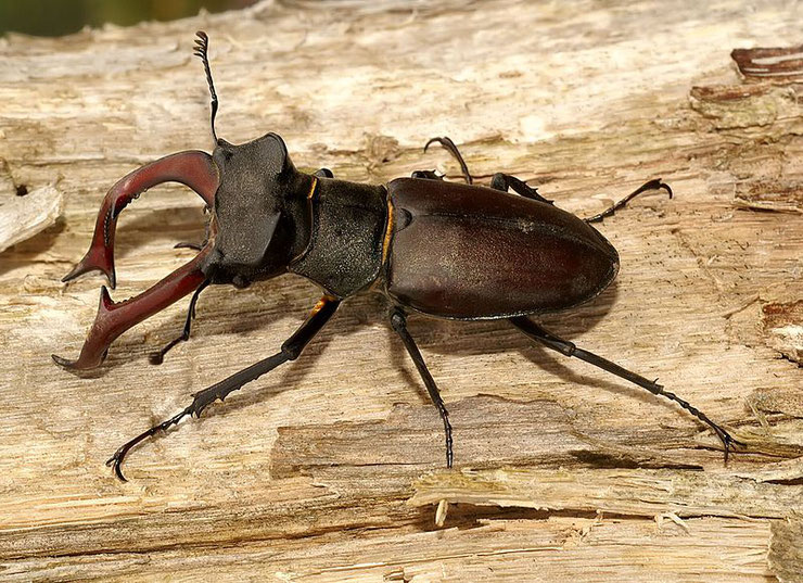 lucane cerf volant fiche animaux insectes coleoptères gros