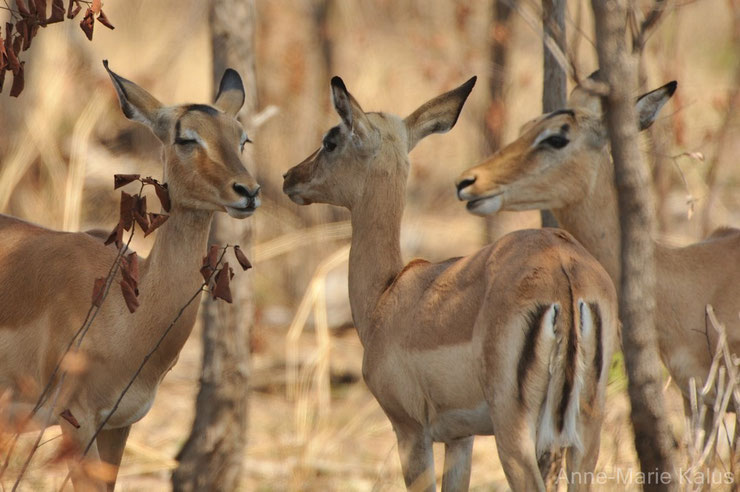 impala