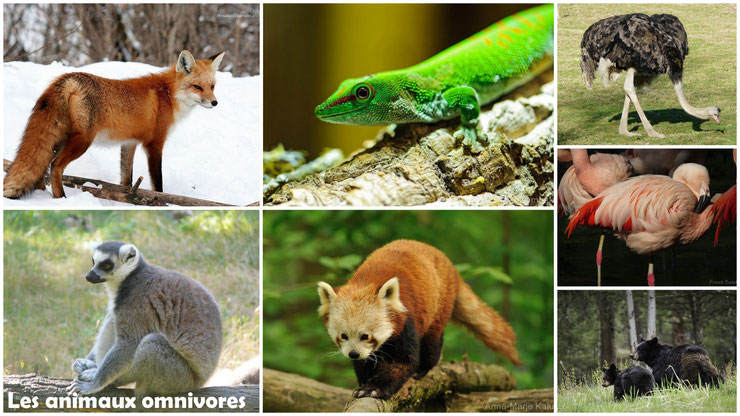 animaux omnivores