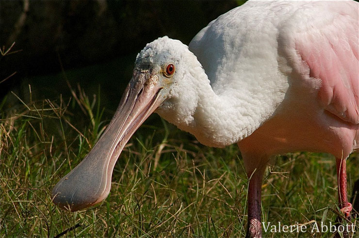 spatule rose fiche oiseaux animaux animal facts bird roseate spoonbill