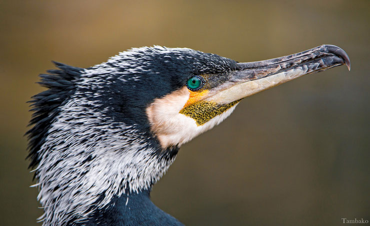 grand cormoran fiche oiseau