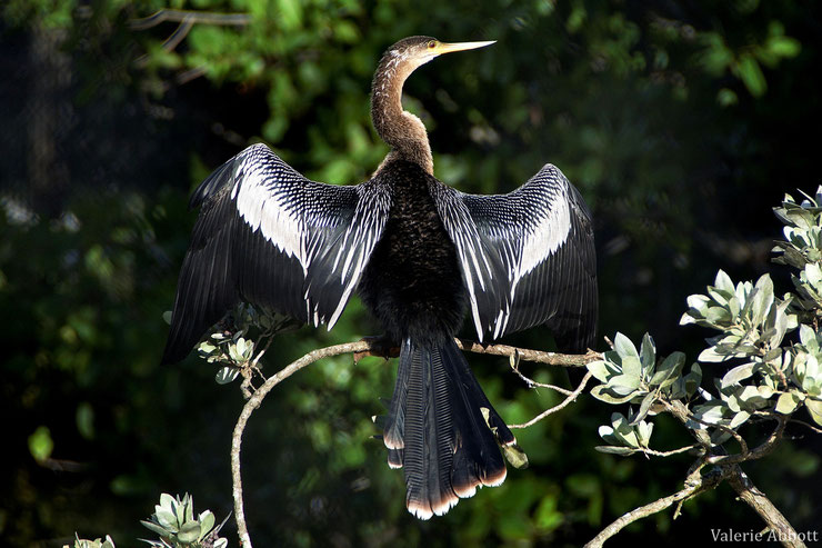 anhinga fiche oiseaux animaux animal fact bird