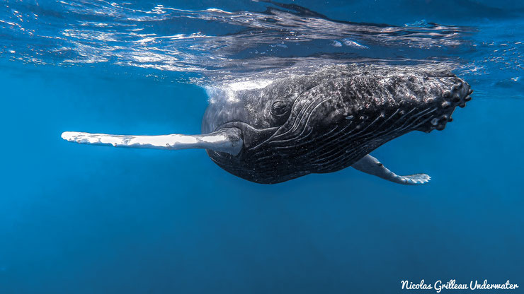 fiche animaux baleine à bosse rorqual polynésie comportement taille poids alimentation