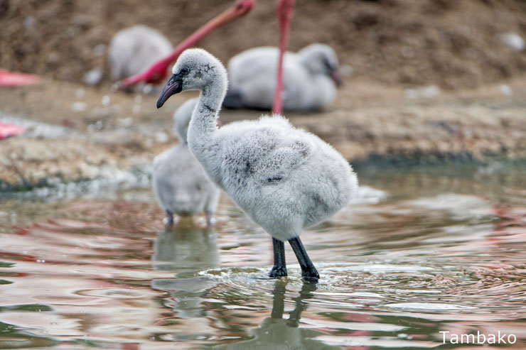 bebe oiseaux flamant rose baby pink flamingo cute animals bird