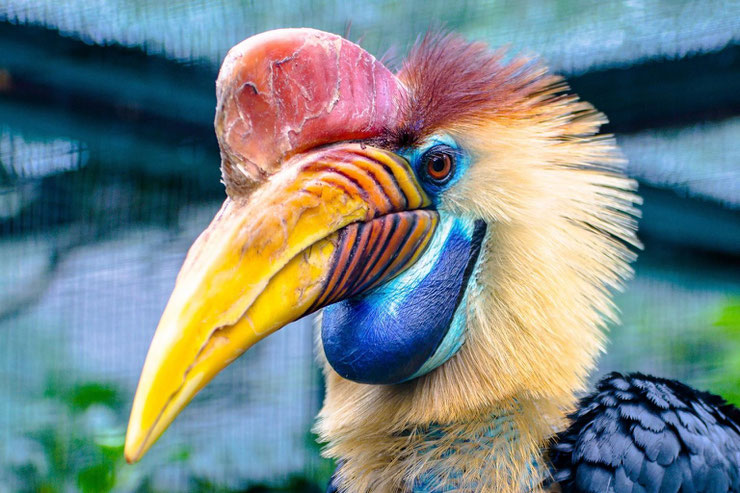 calao à cimier fiche oiseaux poids taille habitat distribution longevite alimentation