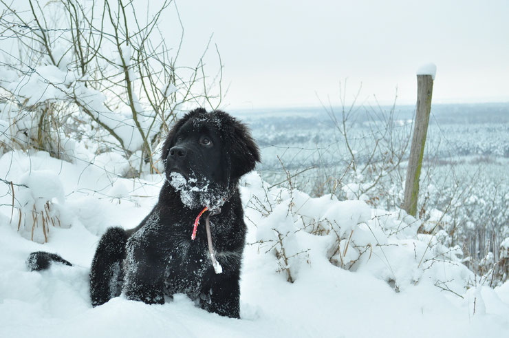 chiot terre neuve dans la neige