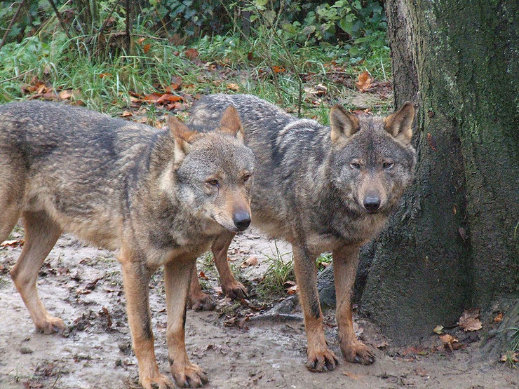 loup iberique fiche animaux iberian wolf mammiferes espagne sauvages foret