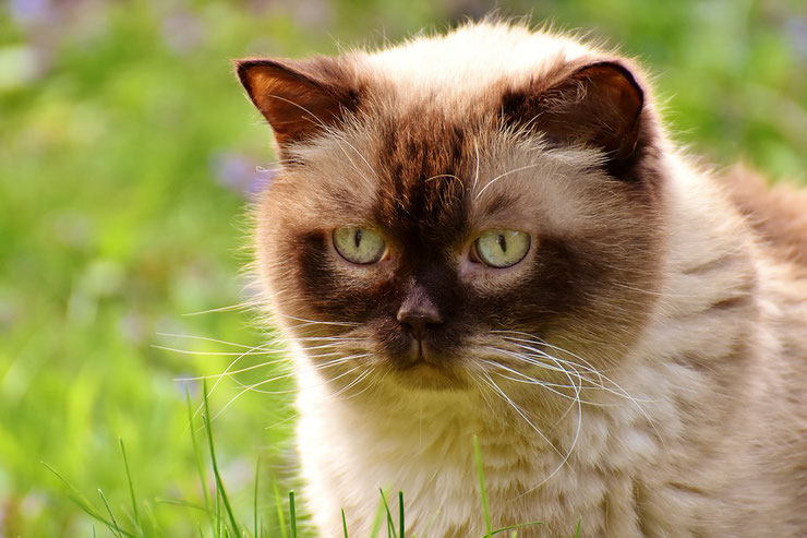 fiche animaux animal de compagnie  british shorthair race de chat sante origine comportement