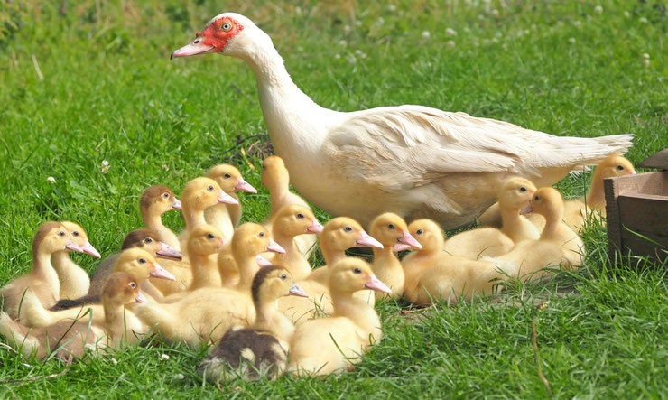 canard de barbarie et ses cannetons