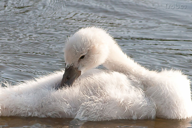 bebe cygne mignon chanteur animaux oiseaux birds animals cute swan